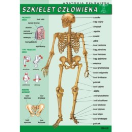 Plansza dydaktyczna -...