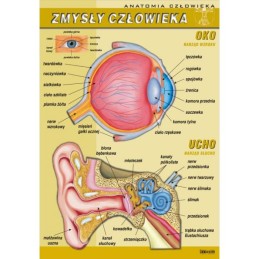 Plansza dydaktyczna -...