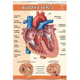 Plansza dydaktyczna - serce...