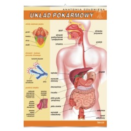 Plansza dydaktyczna - układ...